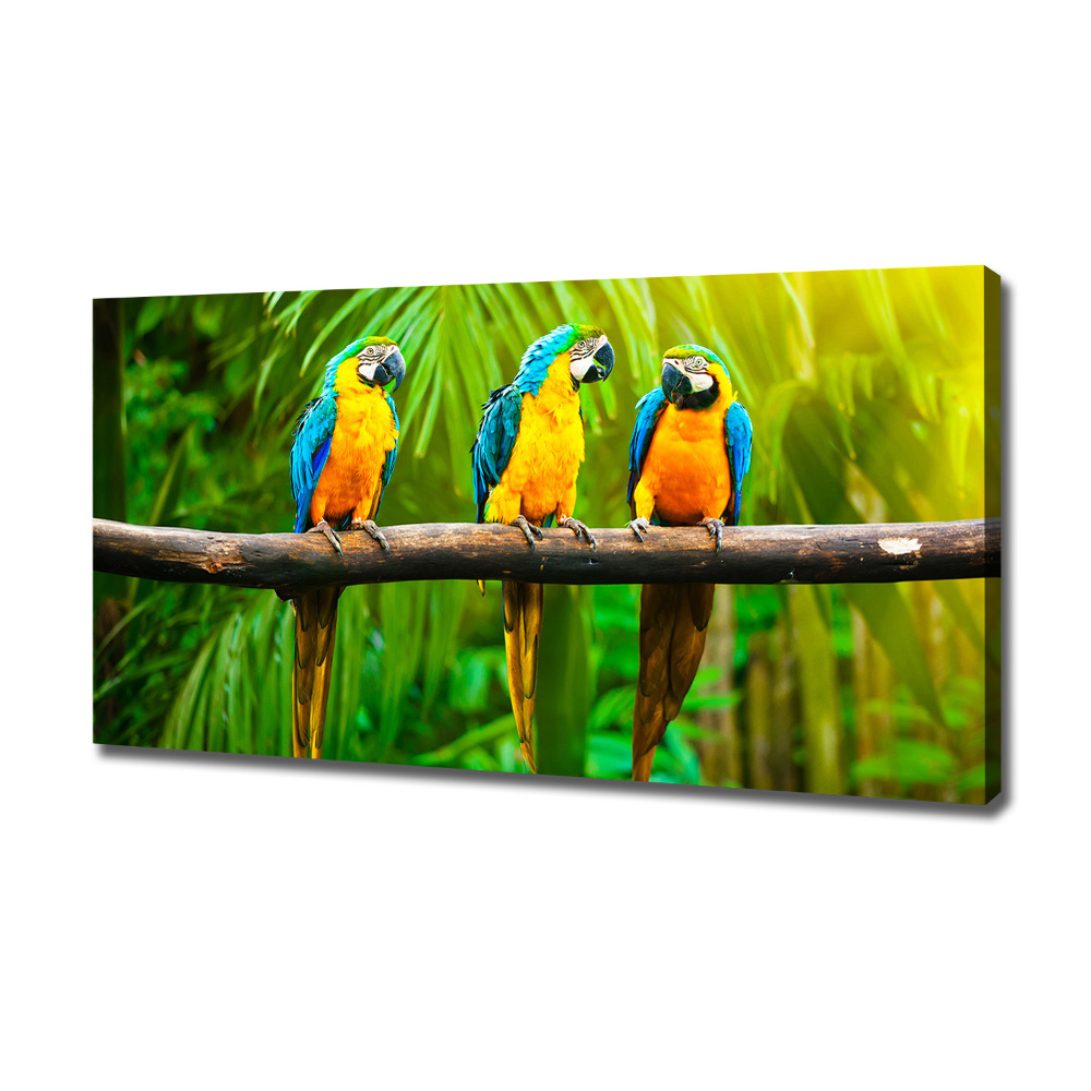 Moderný fotoobraz canvas na ráme Papagáje na vetve