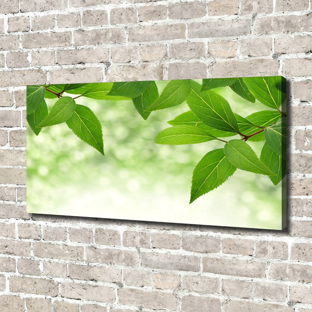 Foto obraz na plátne Zelené lístie
