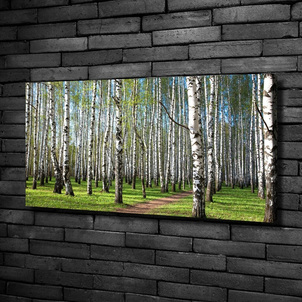 Foto obraz na plátne Brezový les