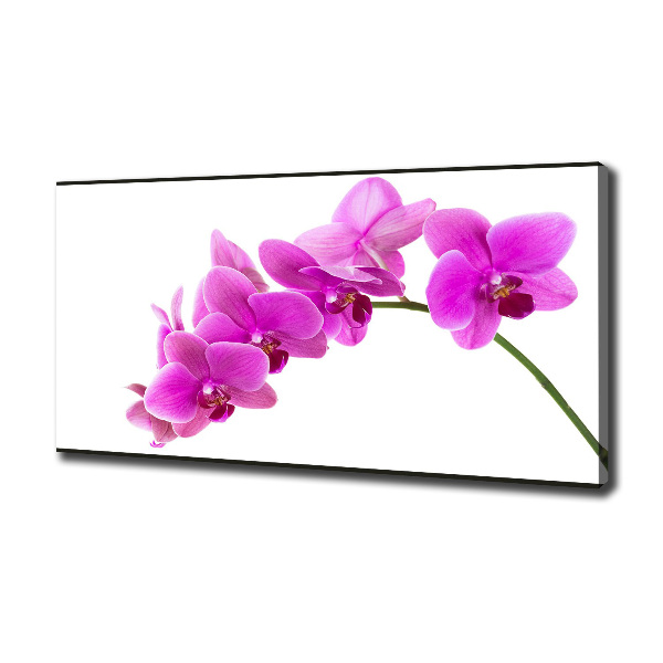 Foto obraz na plátne Ružová orchidea