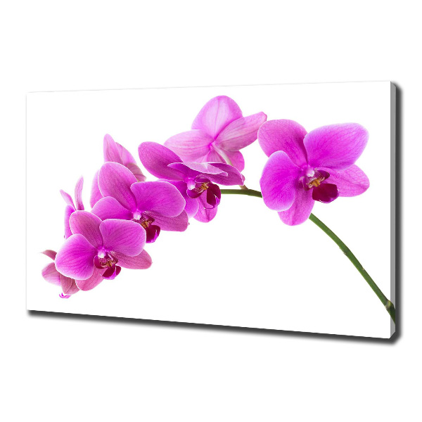 Foto obraz na plátne Ružová orchidea