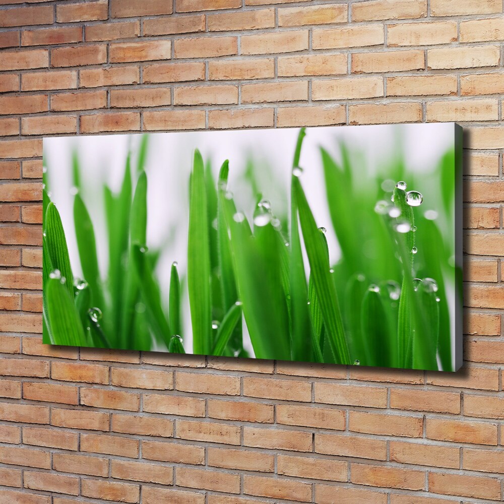 Foto obraz na plátne Steblá trávy