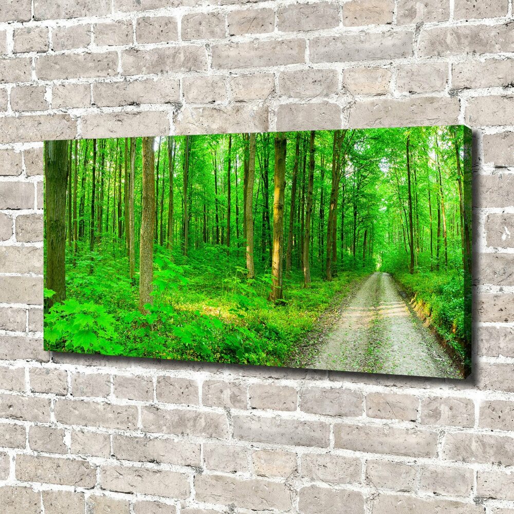 Foto obraz na plátne Stromy v lese