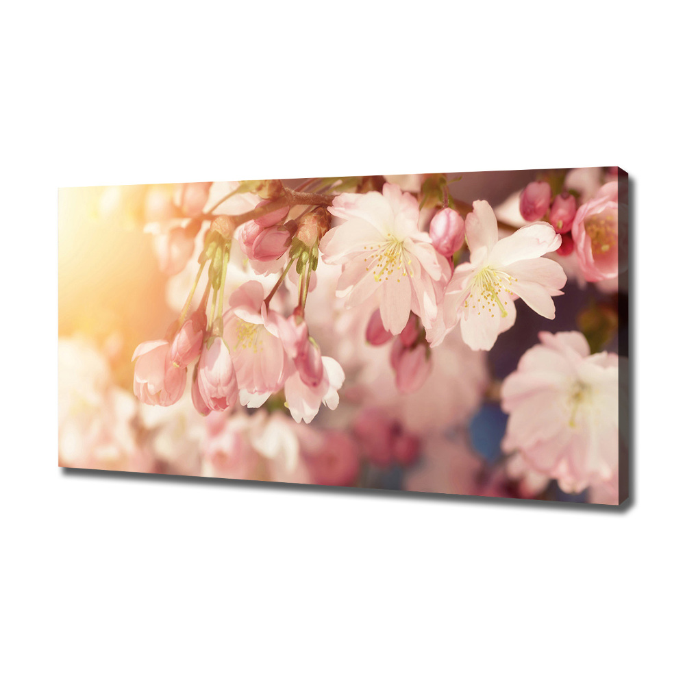 Foto obraz na plátne do obývačky Kvety višne