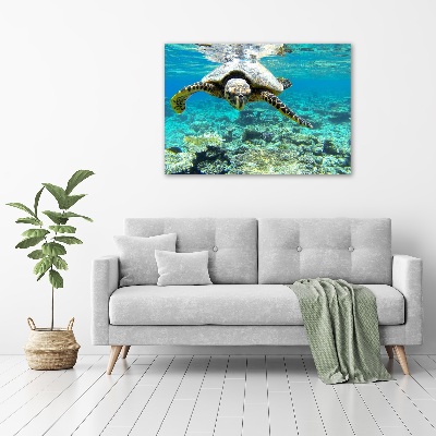 Foto obraz na plátne Morská korytnačka