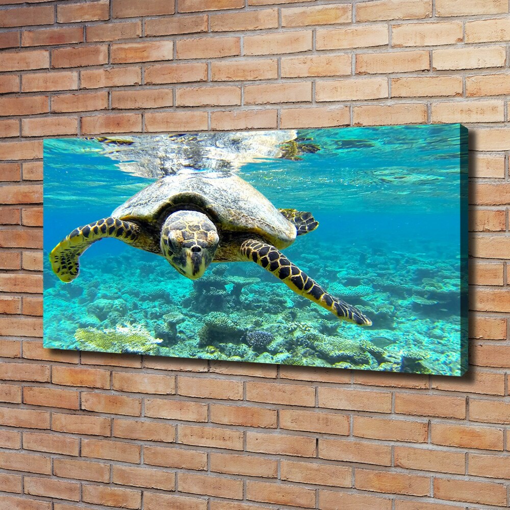 Foto obraz na plátne Morská korytnačka