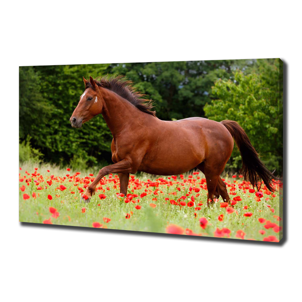 Fotoobraz fotografie na plátne Kôň na poli makov