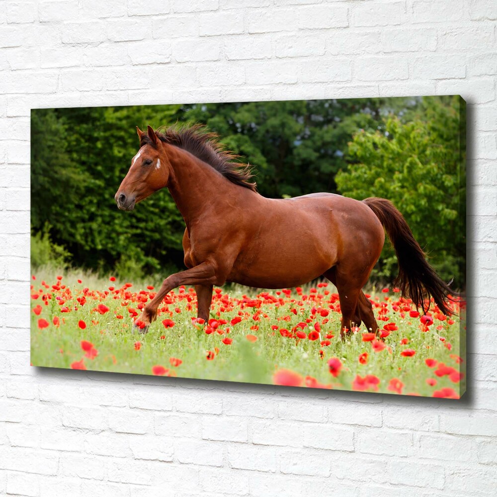 Fotoobraz fotografie na plátne Kôň na poli makov