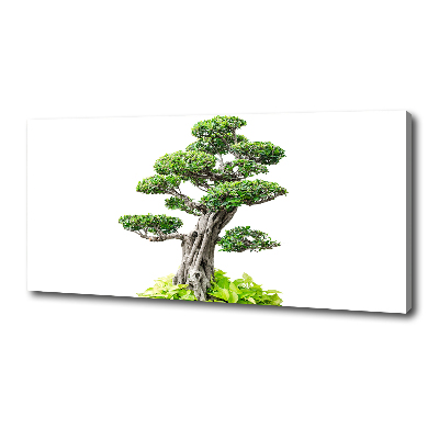 Foto obraz na plátne do obývačky Bonsai