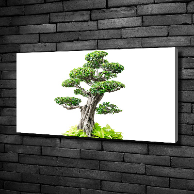 Foto obraz na plátne do obývačky Bonsai