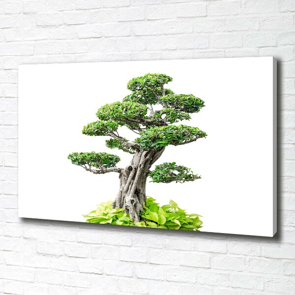 Foto obraz na plátne do obývačky Bonsai