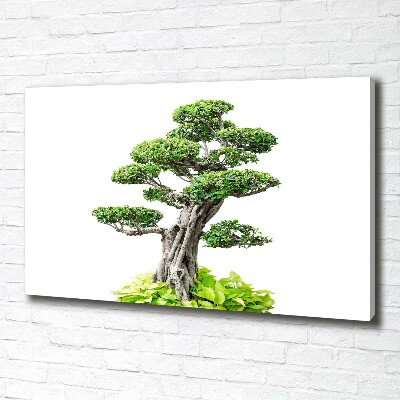 Foto obraz na plátne do obývačky Bonsai