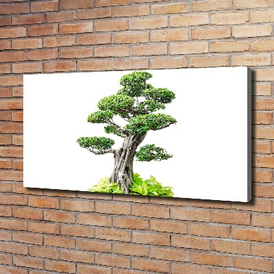 Foto obraz na plátne do obývačky Bonsai