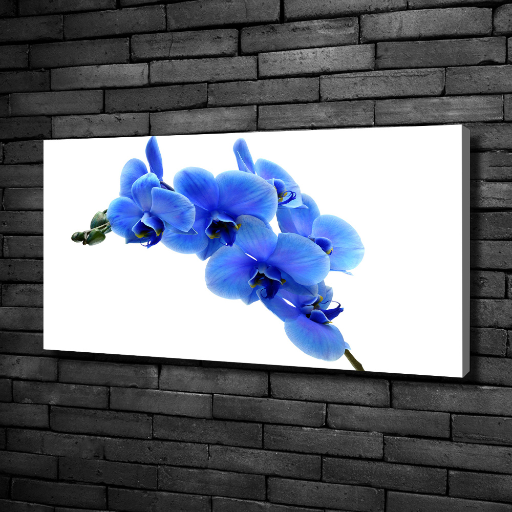 Foto obraz na plátne Modrná orchidea