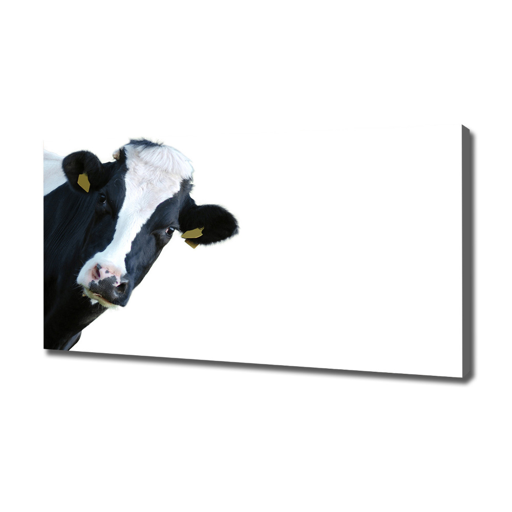 Foto obraz na plátne Krava