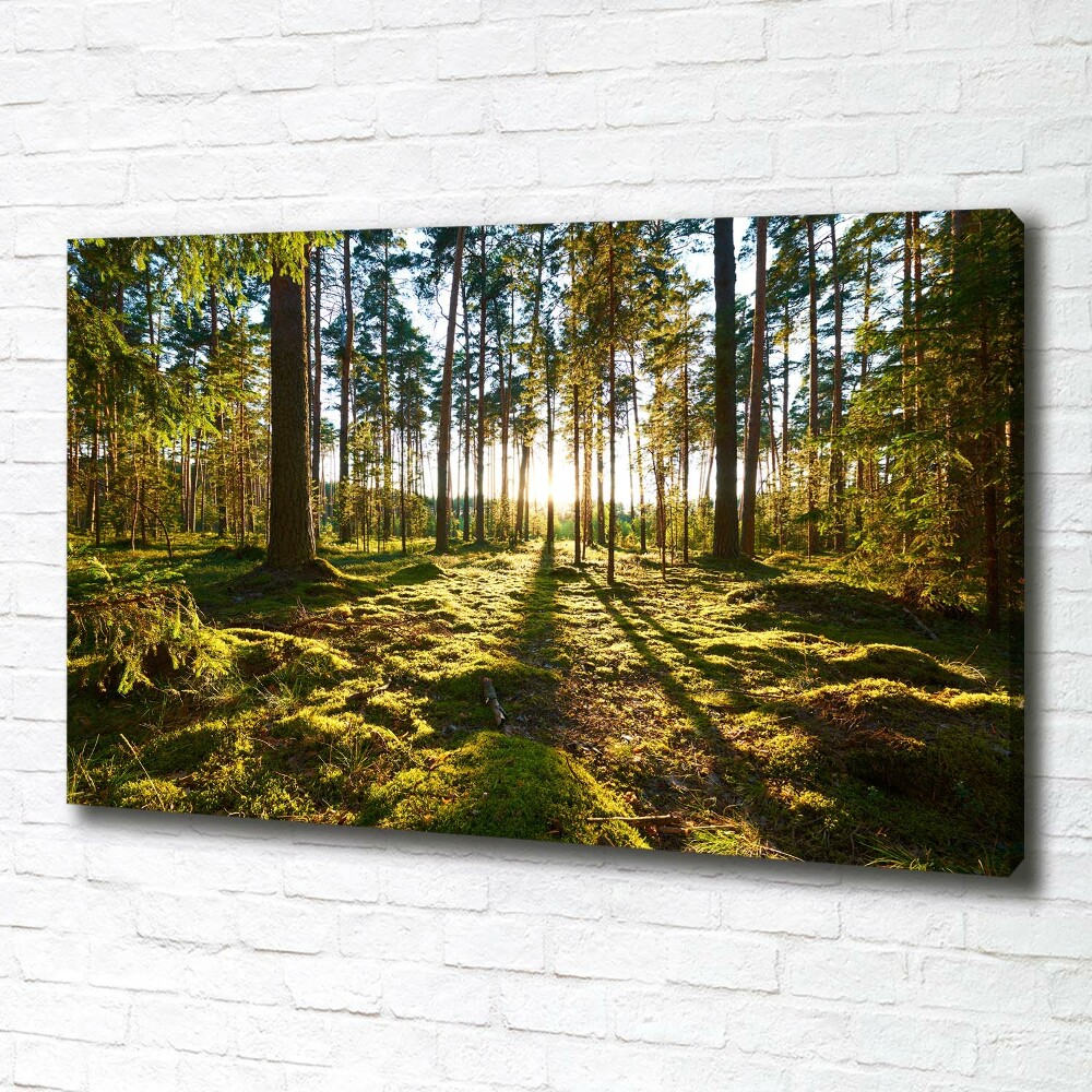 Foto obraz na plátne Sosnový les