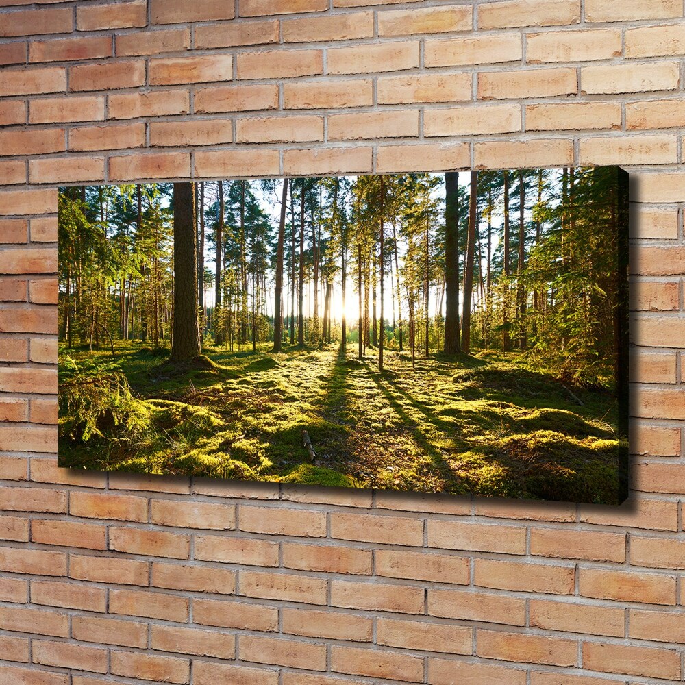 Foto obraz na plátne Sosnový les