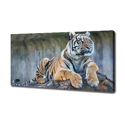 Foto obraz na plátne do obývačky Tiger