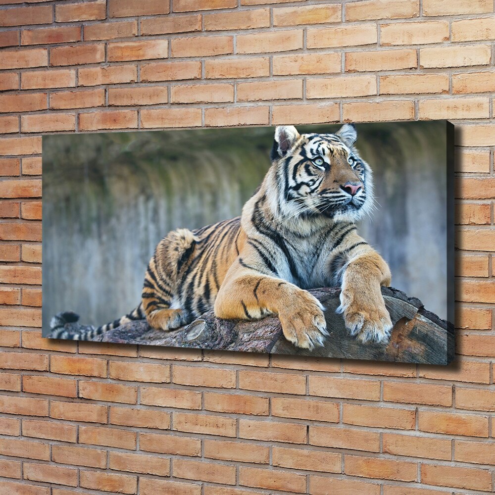 Foto obraz na plátne do obývačky Tiger