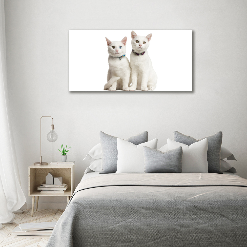 Foto obraz na plátne Biele mačky