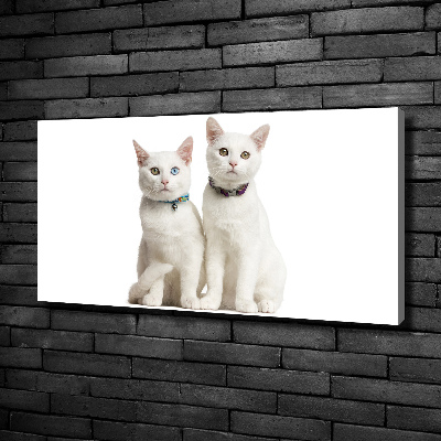 Foto obraz na plátne Biele mačky