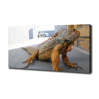 Foto obraz na plátne Iguana