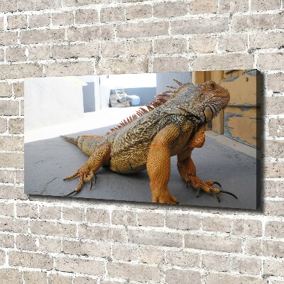 Foto obraz na plátne Iguana