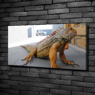 Foto obraz na plátne Iguana