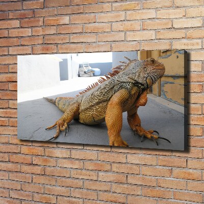 Foto obraz na plátne Iguana