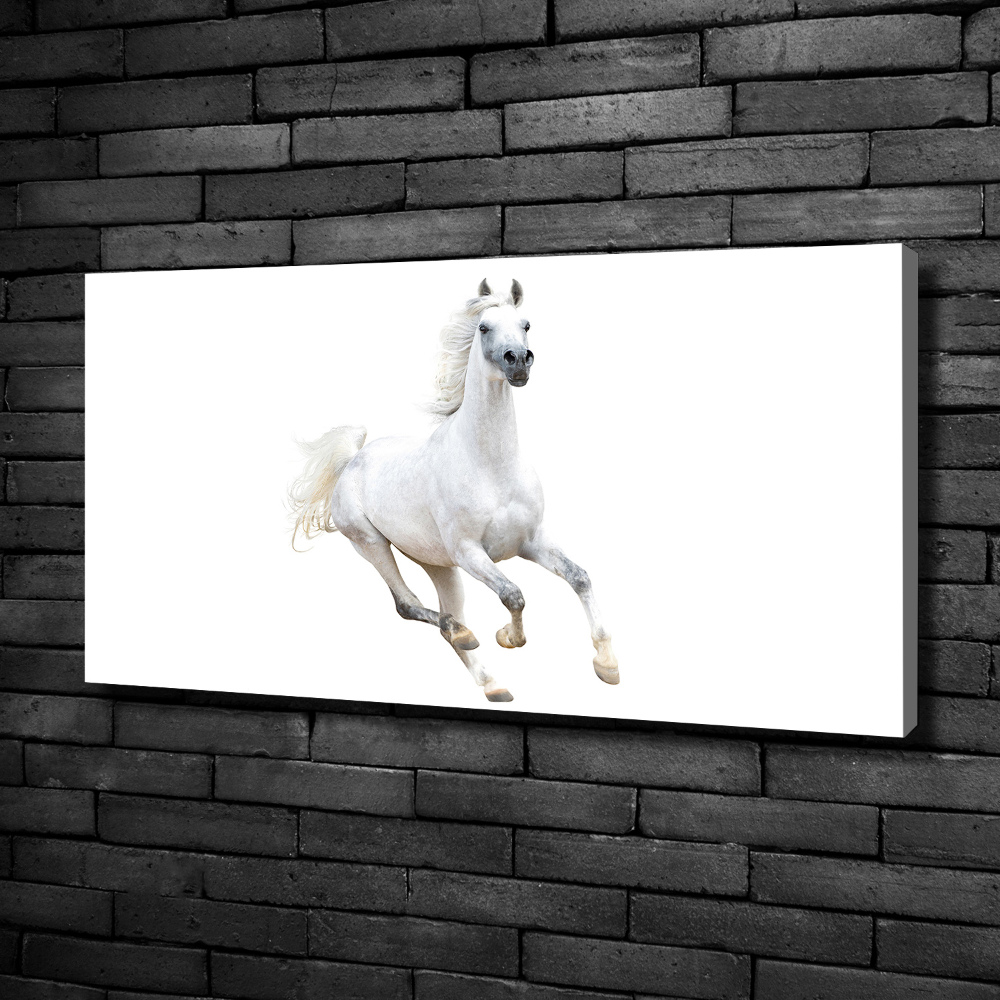 Foto obraz na plátne Biely arabský kôň