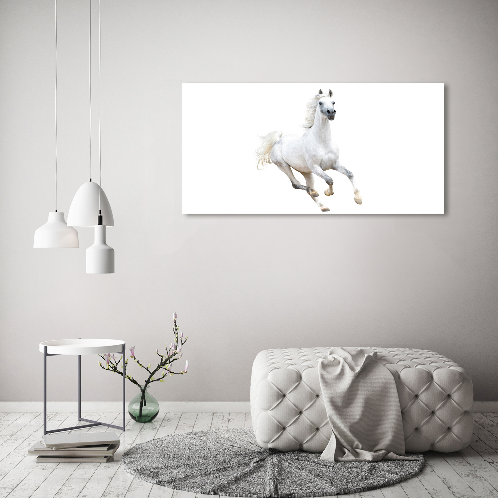 Foto obraz na plátne Biely arabský kôň