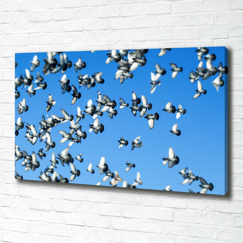 Foto obraz na plátne Stádo holubov