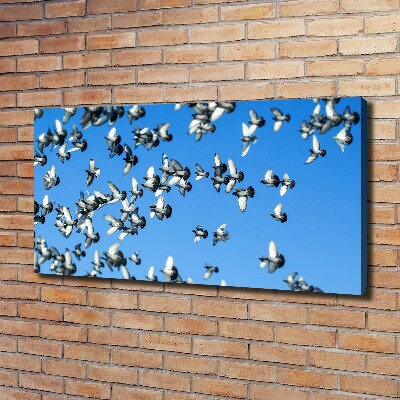 Foto obraz na plátne Stádo holubov