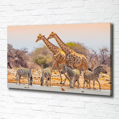 Foto obraz na plátne Žieravé a zebry