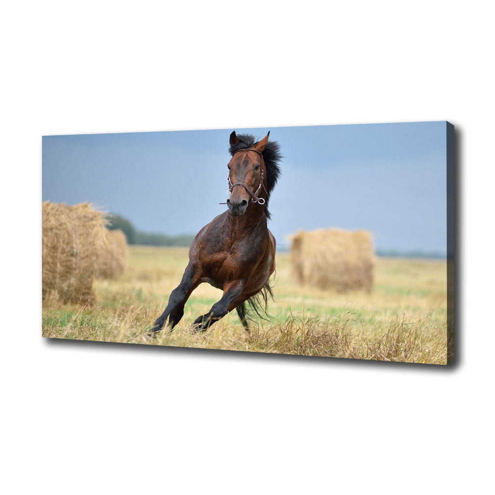 Foto obraz na plátne Kôň v cvale