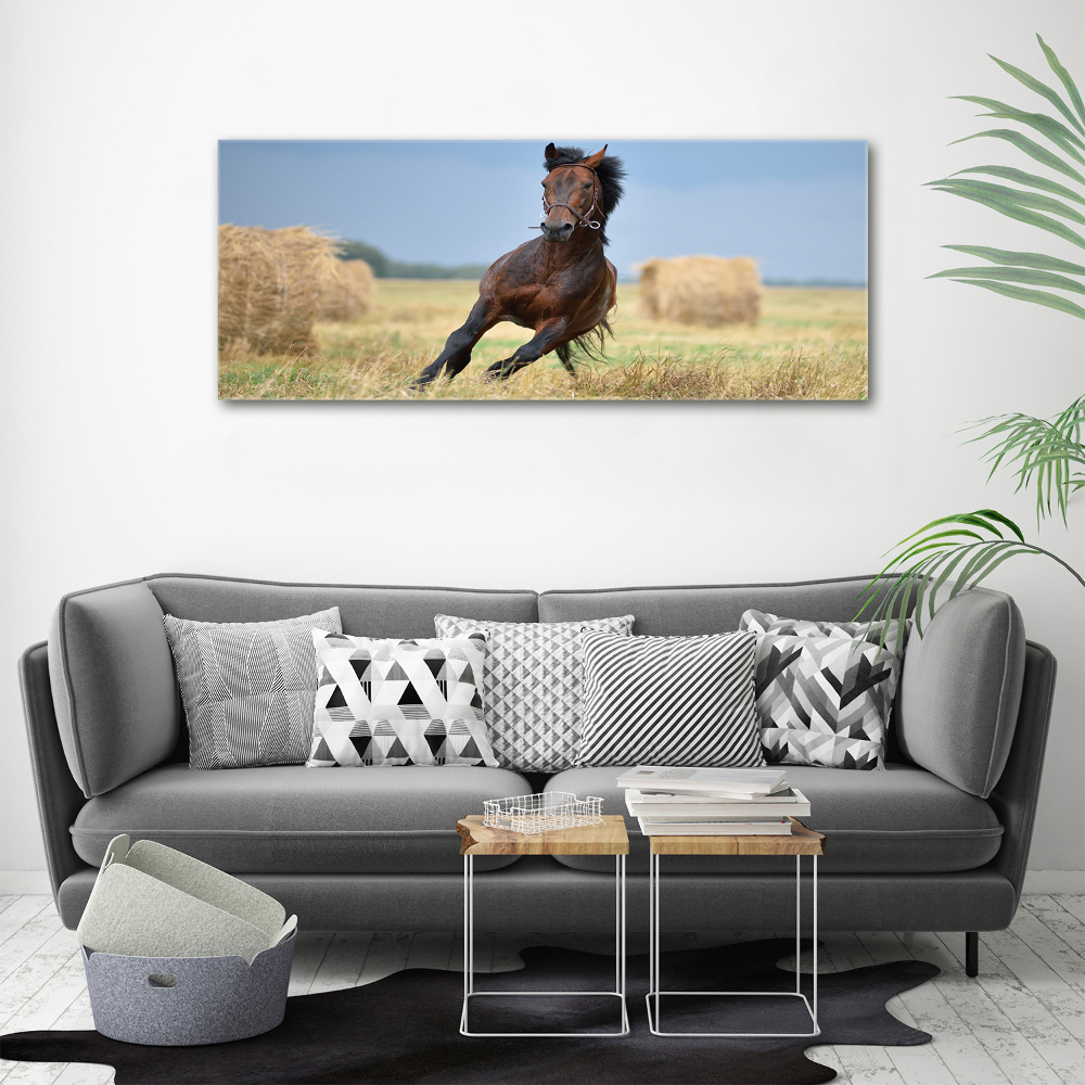 Foto obraz na plátne Kôň v cvale