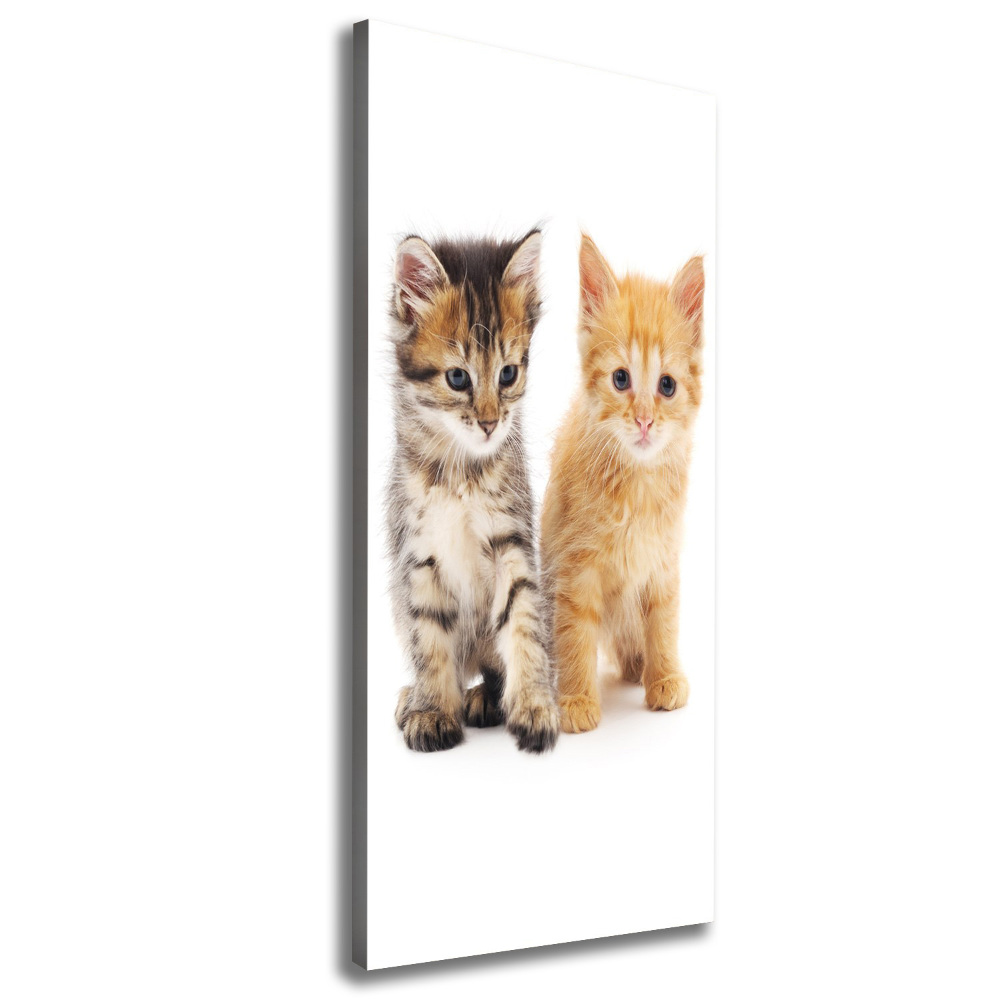 Vertikálny foto obraz na plátne Sivá a červená mačka