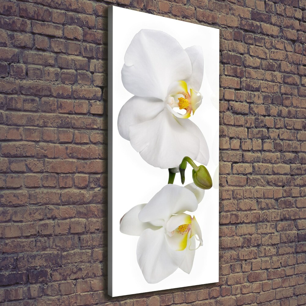 Vertikálny foto obraz na plátne Biela orchidea