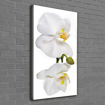 Vertikálny foto obraz na plátne Biela orchidea
