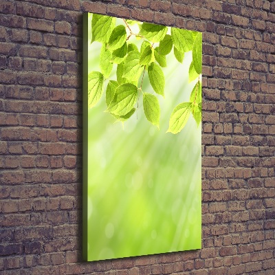 Vertikálny foto obraz na plátne Zelené listy