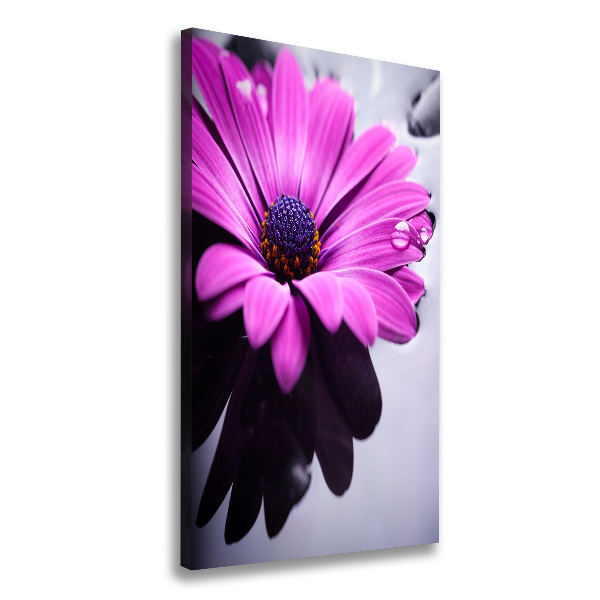 Vertikálny foto-obraz canvas do obývačky Ružová gerbera