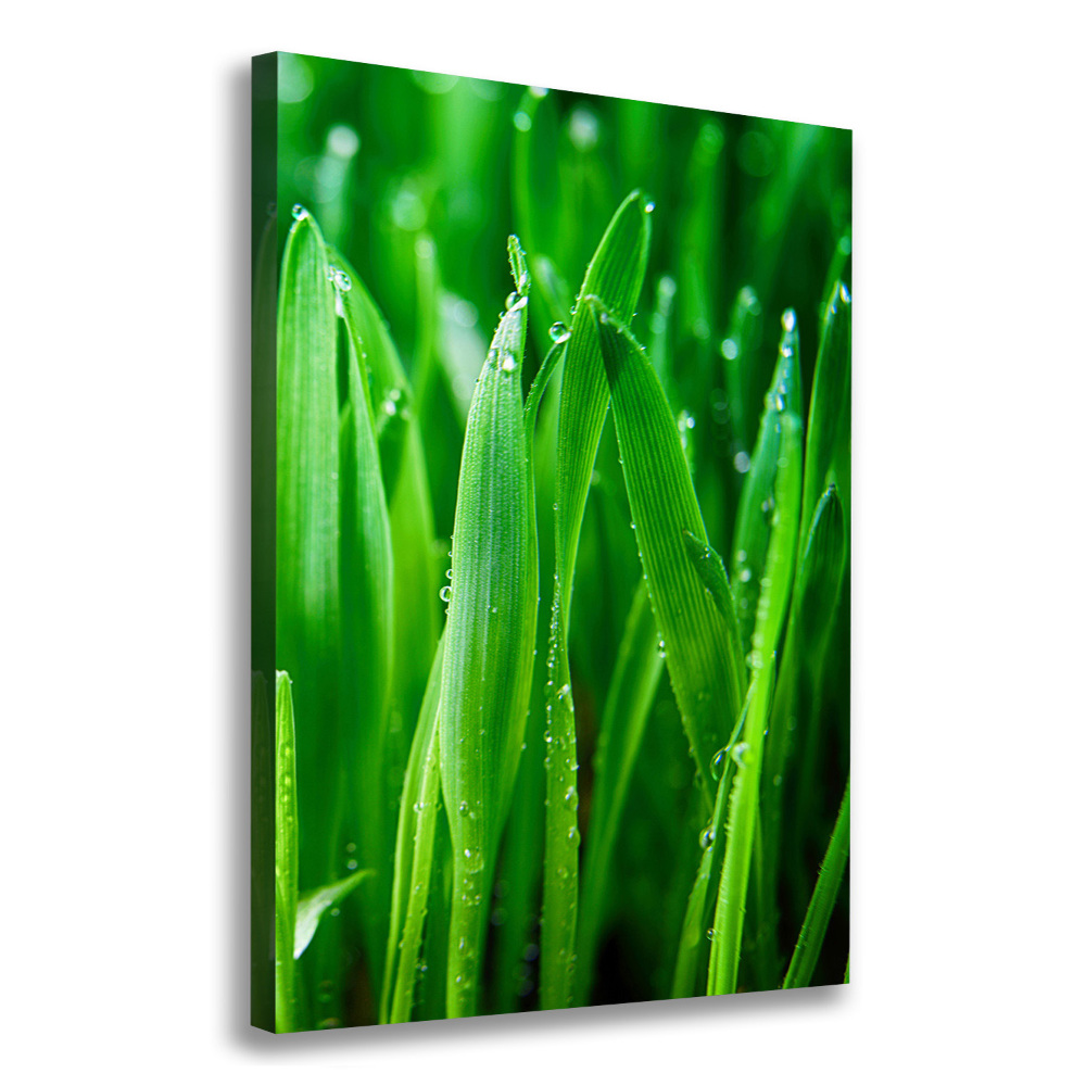 Vertikálny foto obraz canvas Steblo trávy