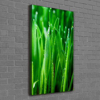 Vertikálny foto obraz canvas Steblo trávy