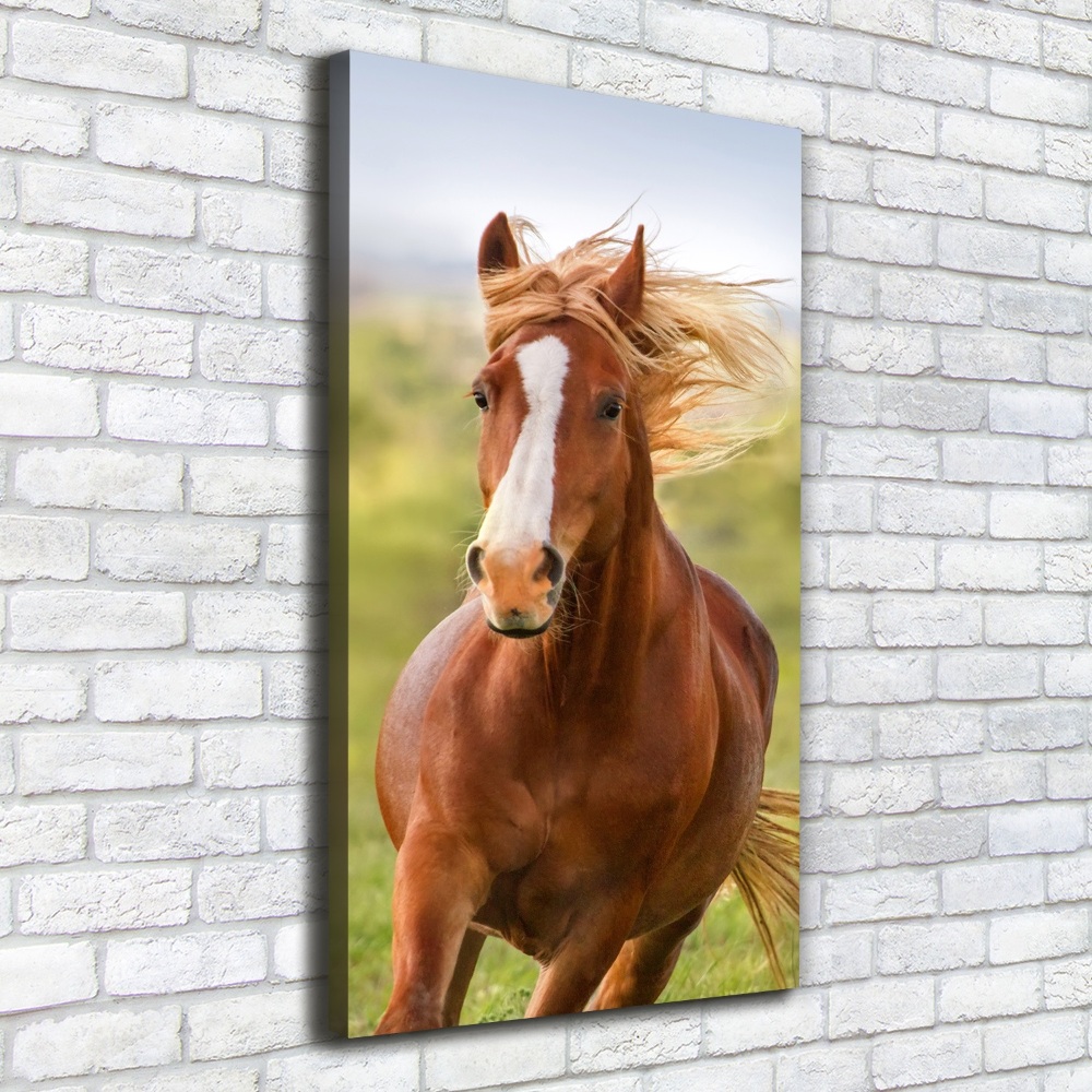 Vertikálny foto obraz na plátne Kôň v pokluse