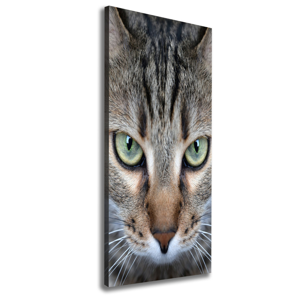 Vertikálny foto obraz na plátne do obývačky Oči mačky