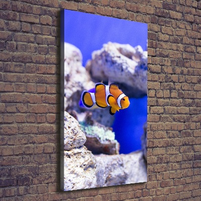 Vertikálny foto obraz na plátne do obývačky Ryba Nemo