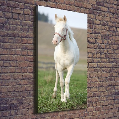 Vertikálny foto obraz na plátne do obývačky Kôň albín