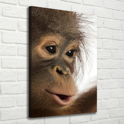 Vertikálny foto obraz na plátne Mladý orangutan