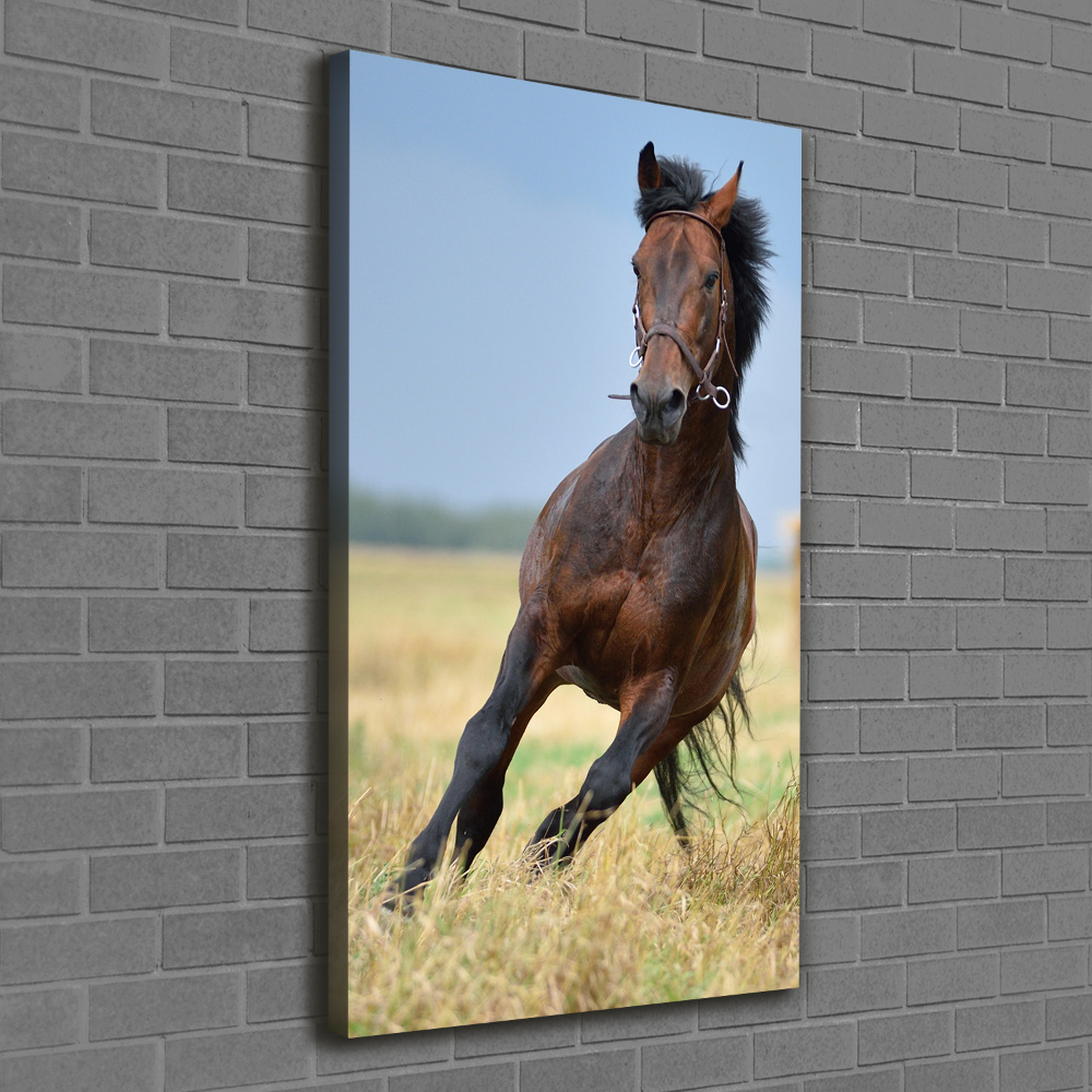 Vertikálny foto obraz na plátne do obývačky Kôň na poli