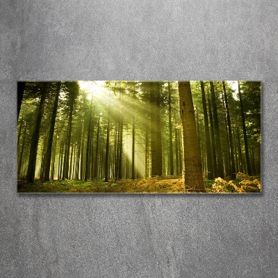 Foto obraz sklo tvrzené Sosnová les